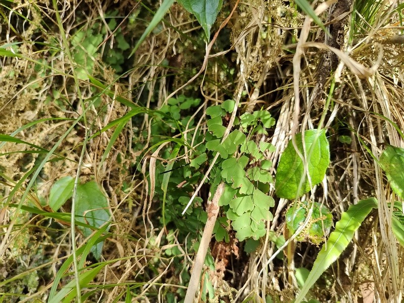 Adiantum formosanum photo 7