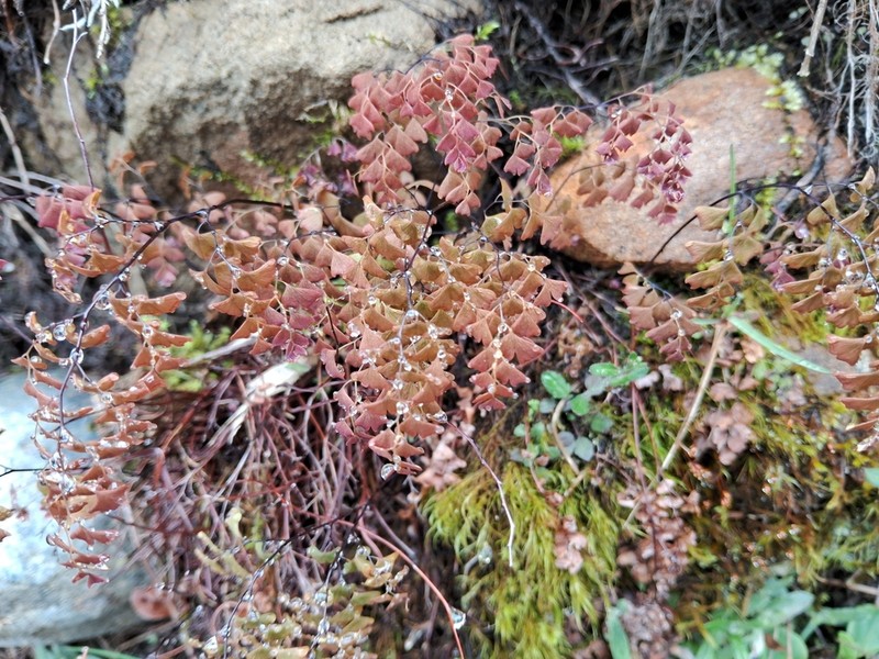 Adiantum formosanum photo 8