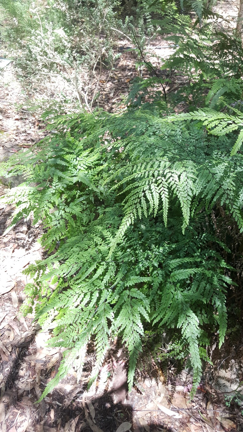 Adiantum formosum