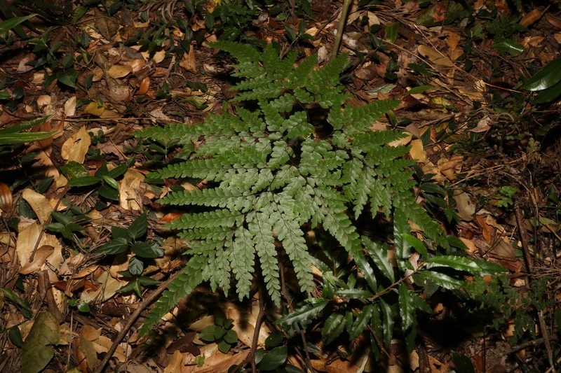 Adiantum formosum photo 2