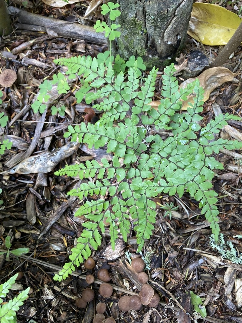 Adiantum formosum photo 3