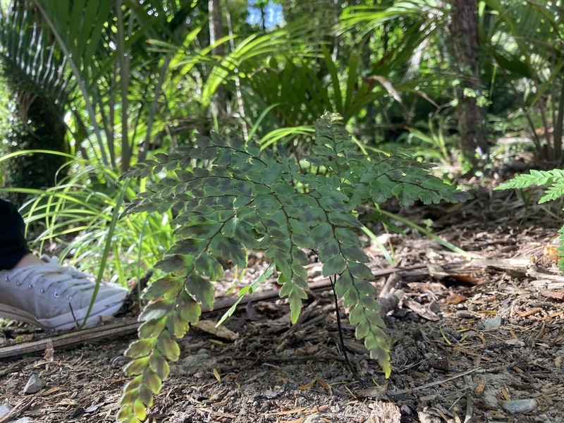 Adiantum formosum photo 4