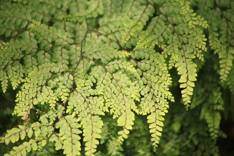 Adiantum formosum photo 5