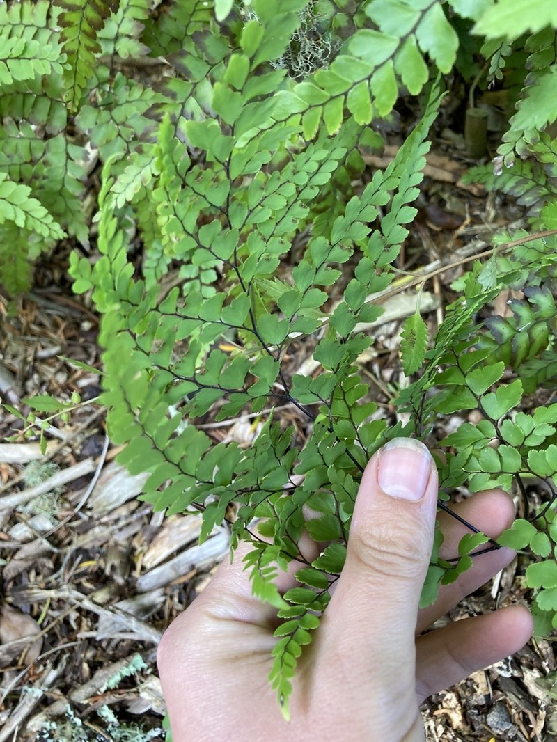 Adiantum formosum photo 6