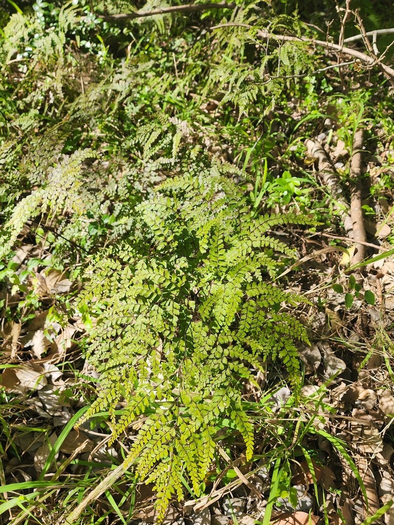 Adiantum formosum photo 7