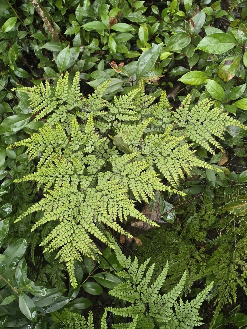 Adiantum formosum photo 8