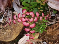 Adiantum fournieri