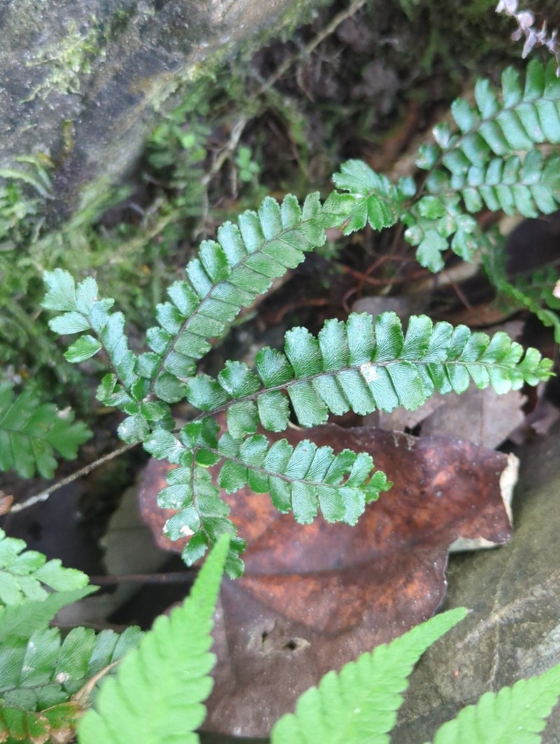 Adiantum fournieri photo 2