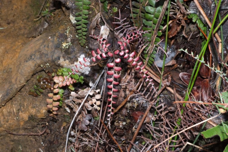 Adiantum fournieri photo 3