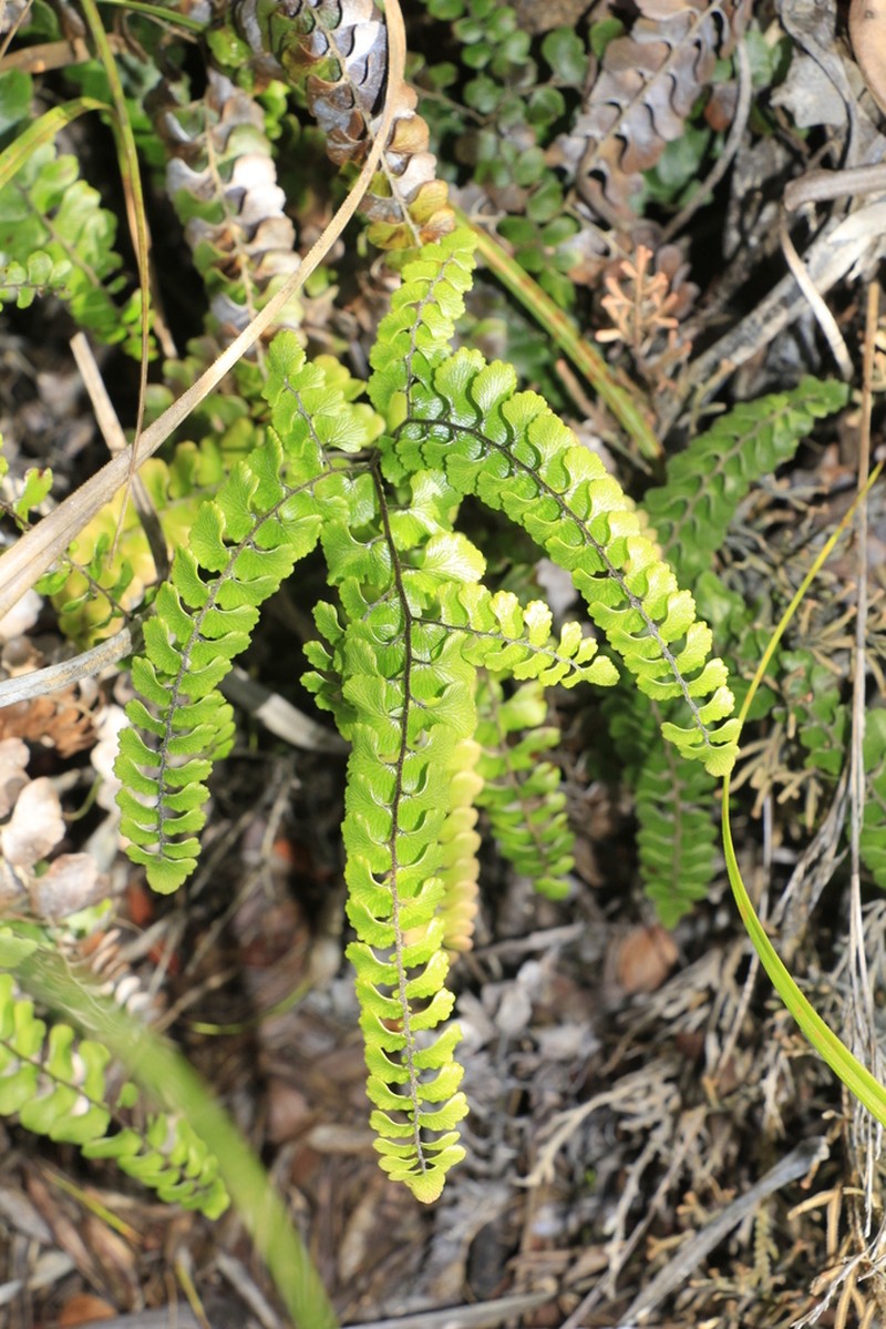 Adiantum fournieri photo 4