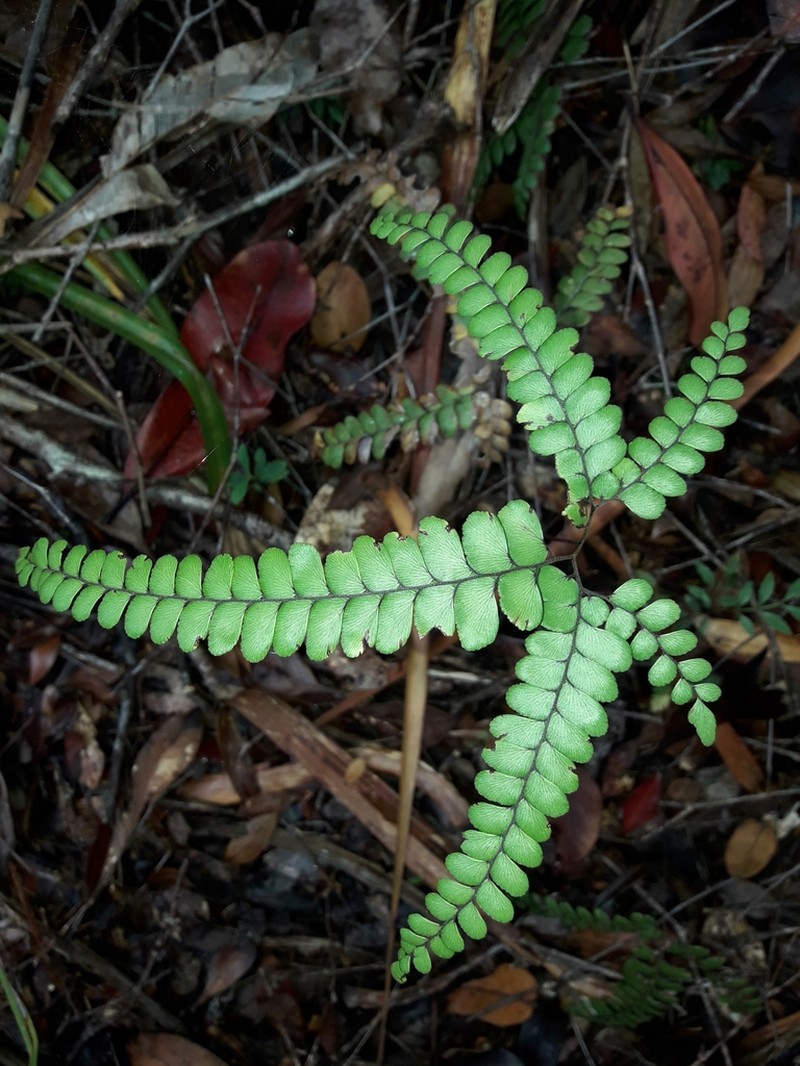 Adiantum fournieri photo 5