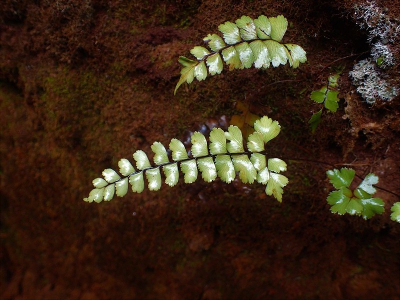 Adiantum fournieri photo 6