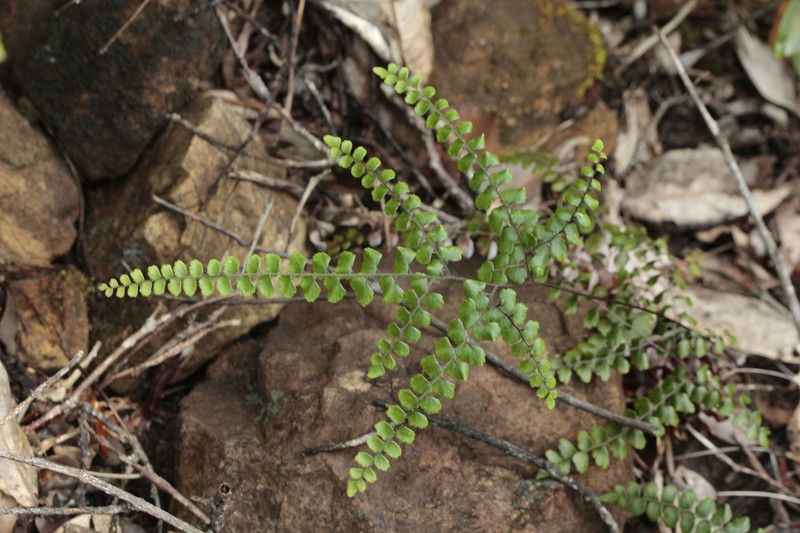 Adiantum fournieri photo 7
