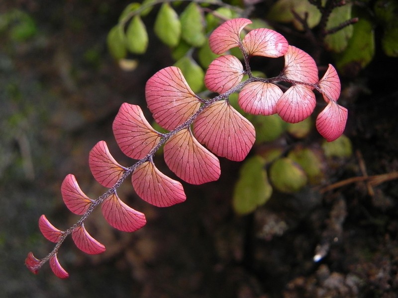 Adiantum fournieri photo 8