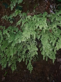 Fragile Maidenhair