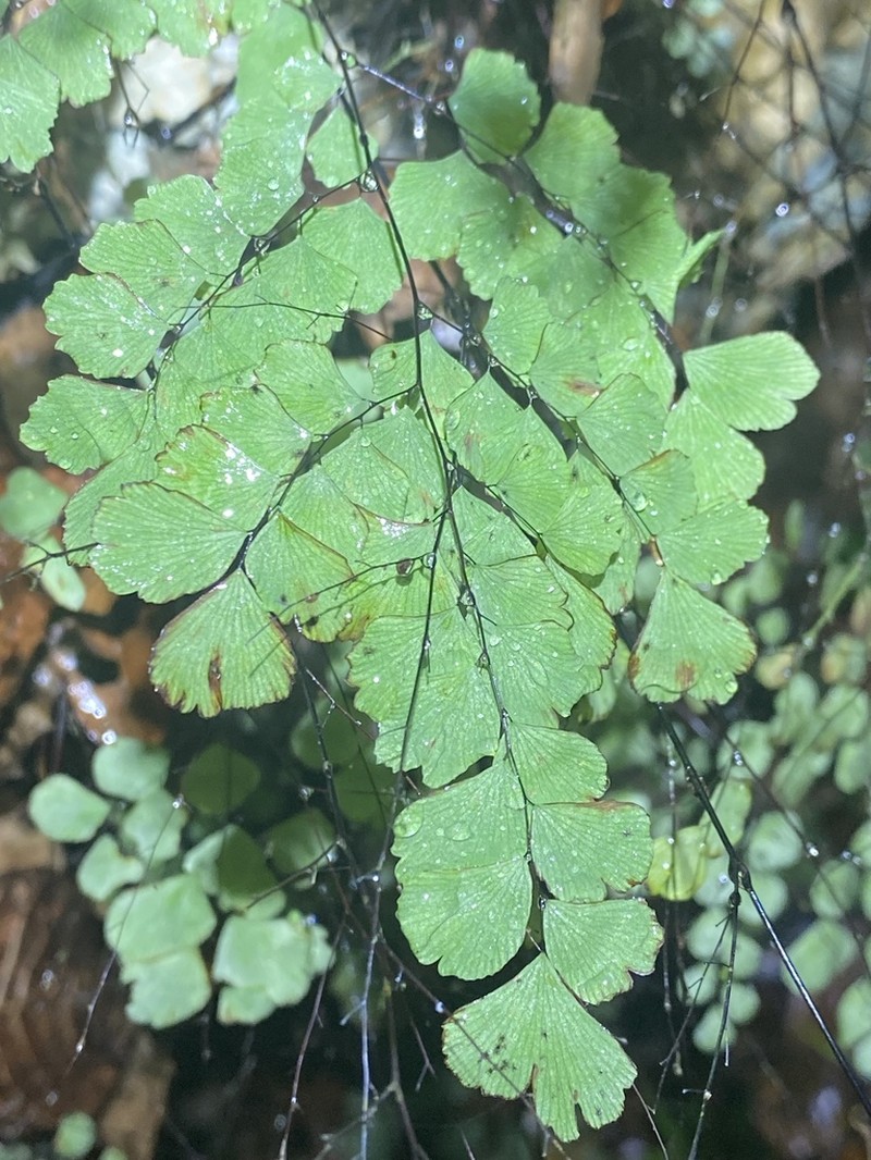 Fragile Maidenhair photo 2
