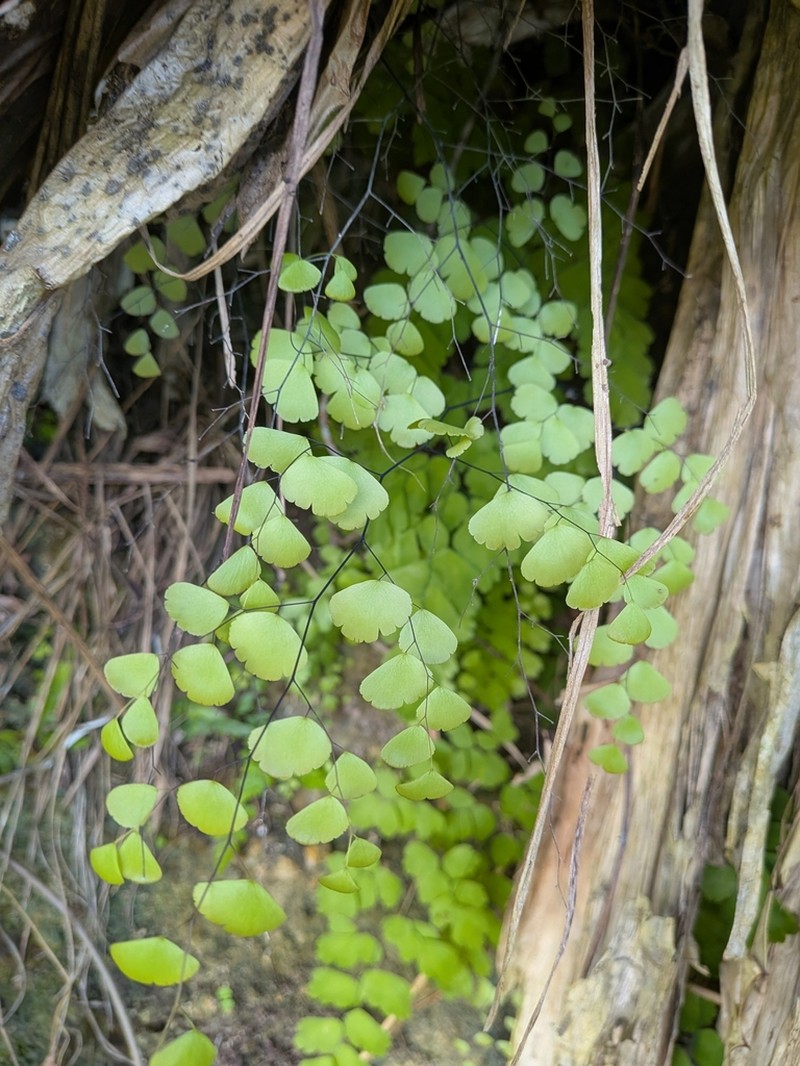 Fragile Maidenhair photo 3