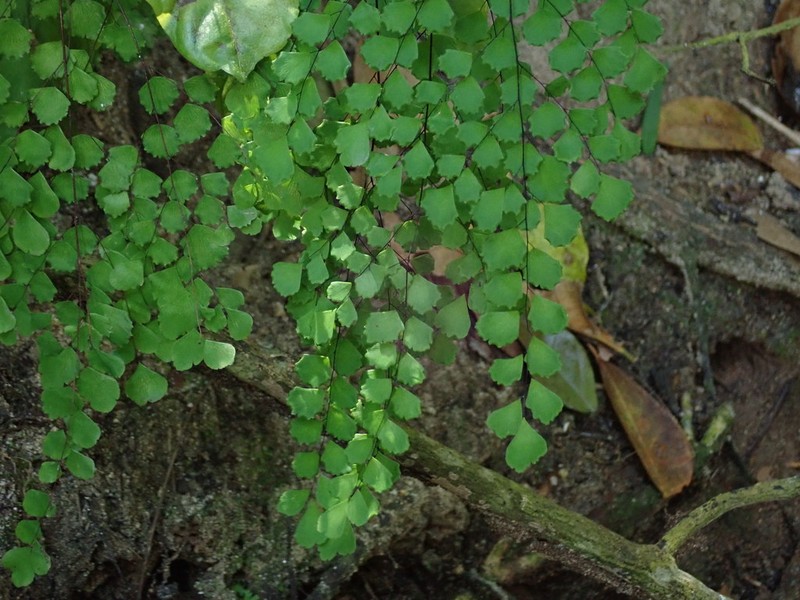 Fragile Maidenhair photo 4