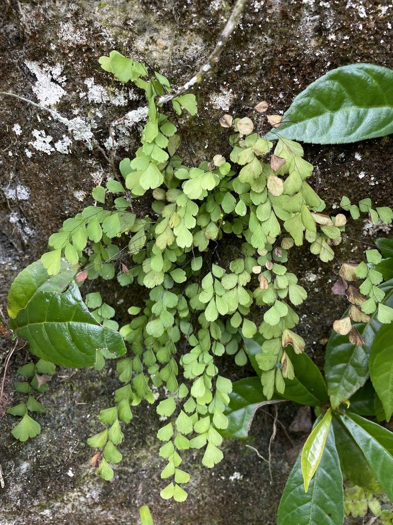 Fragile Maidenhair photo 5