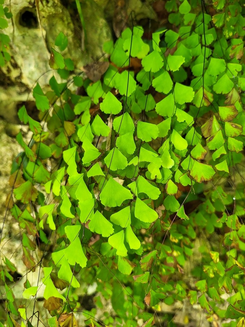 Fragile Maidenhair photo 6