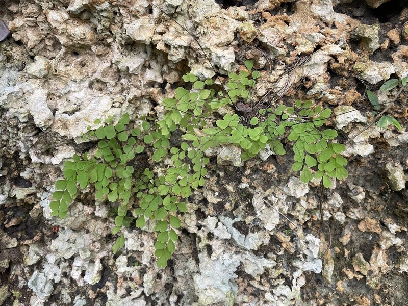 Fragile Maidenhair photo 7