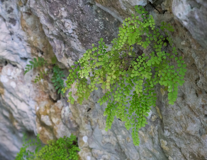 Fragile Maidenhair photo 8