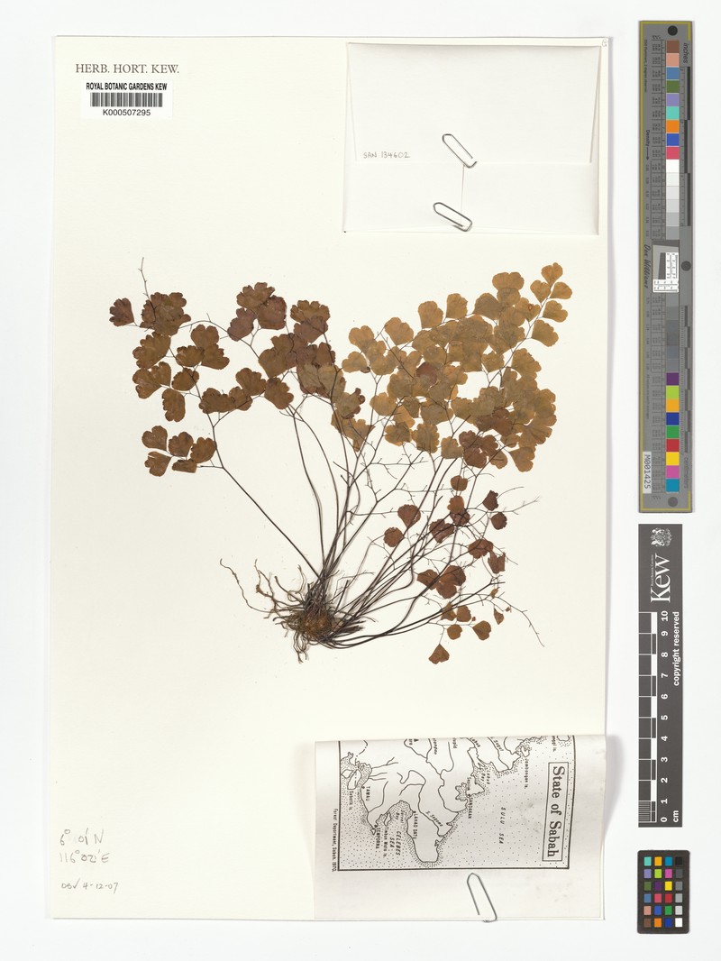 Adiantum fragiliforme photo 5