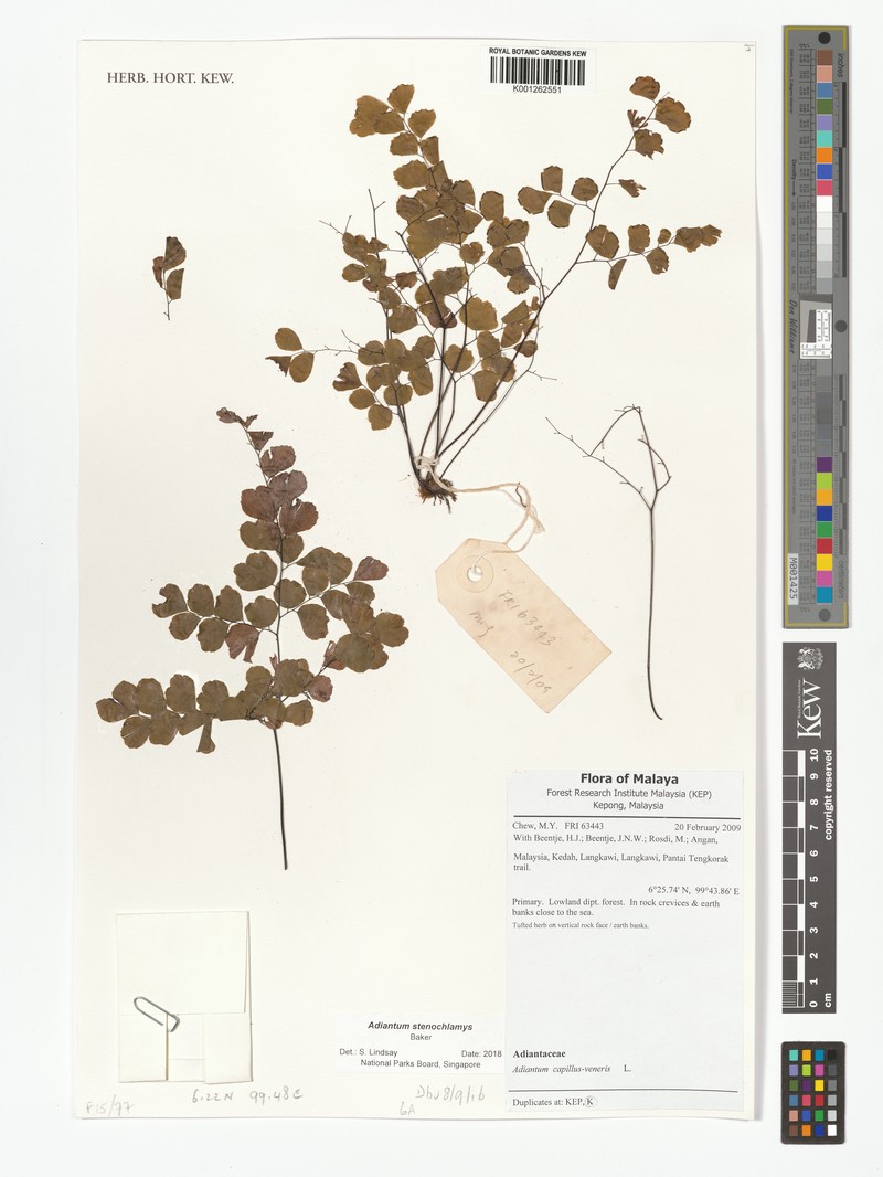 Adiantum fragiliforme photo 7