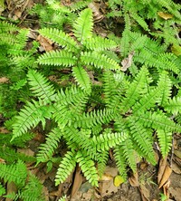 Adiantum fructuosum