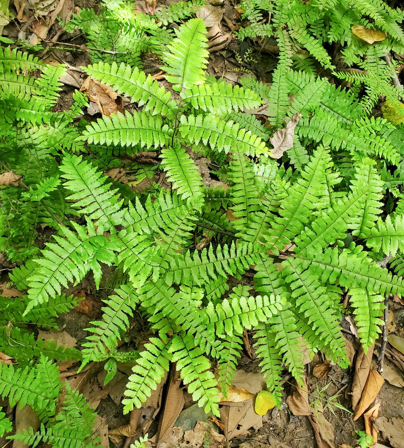 Adiantum fructuosum