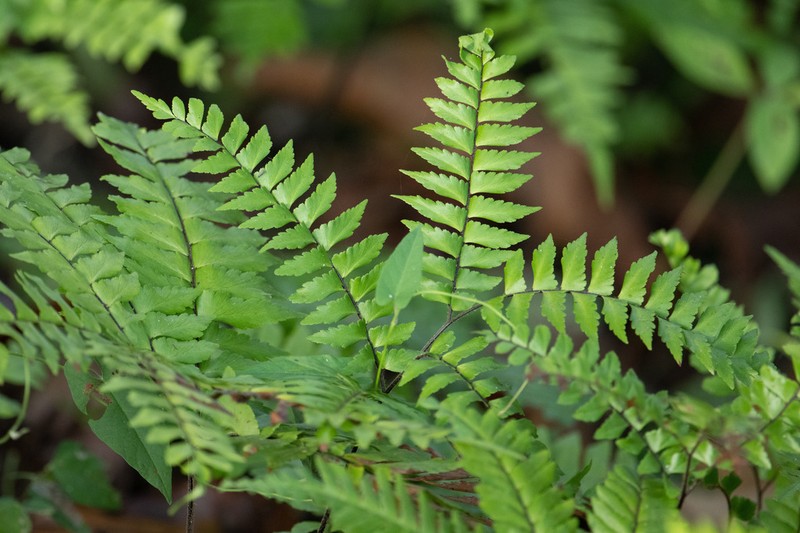 Adiantum fructuosum photo 2