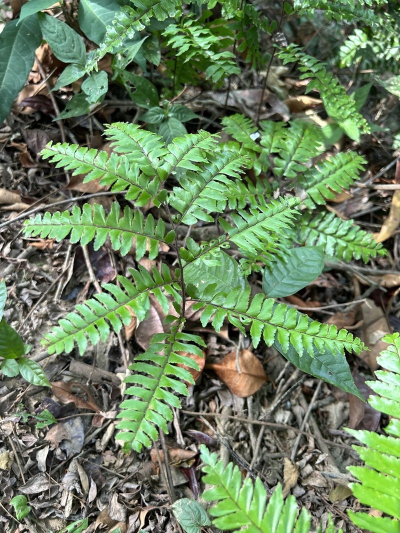 Adiantum fructuosum photo 3