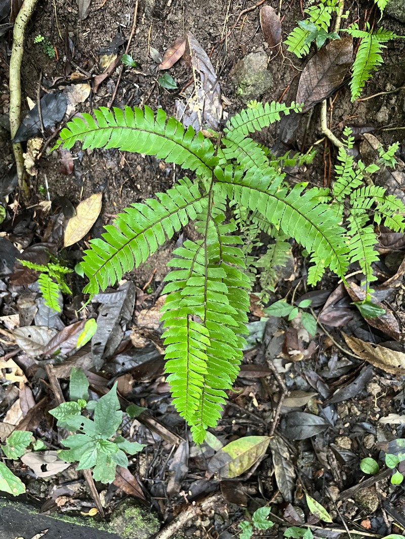 Adiantum fructuosum photo 4