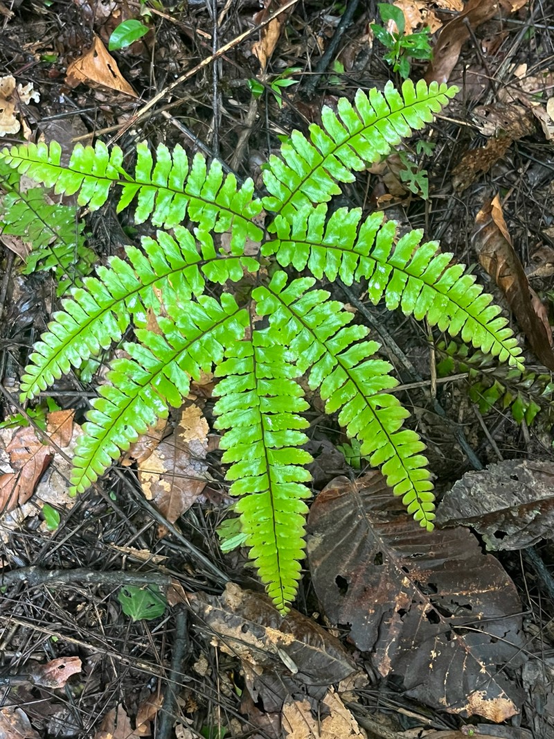 Adiantum fructuosum photo 5