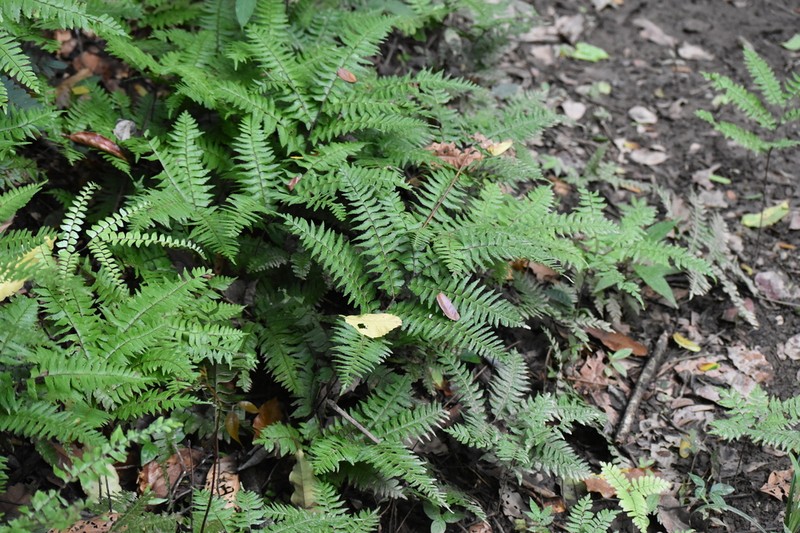Adiantum fructuosum photo 6