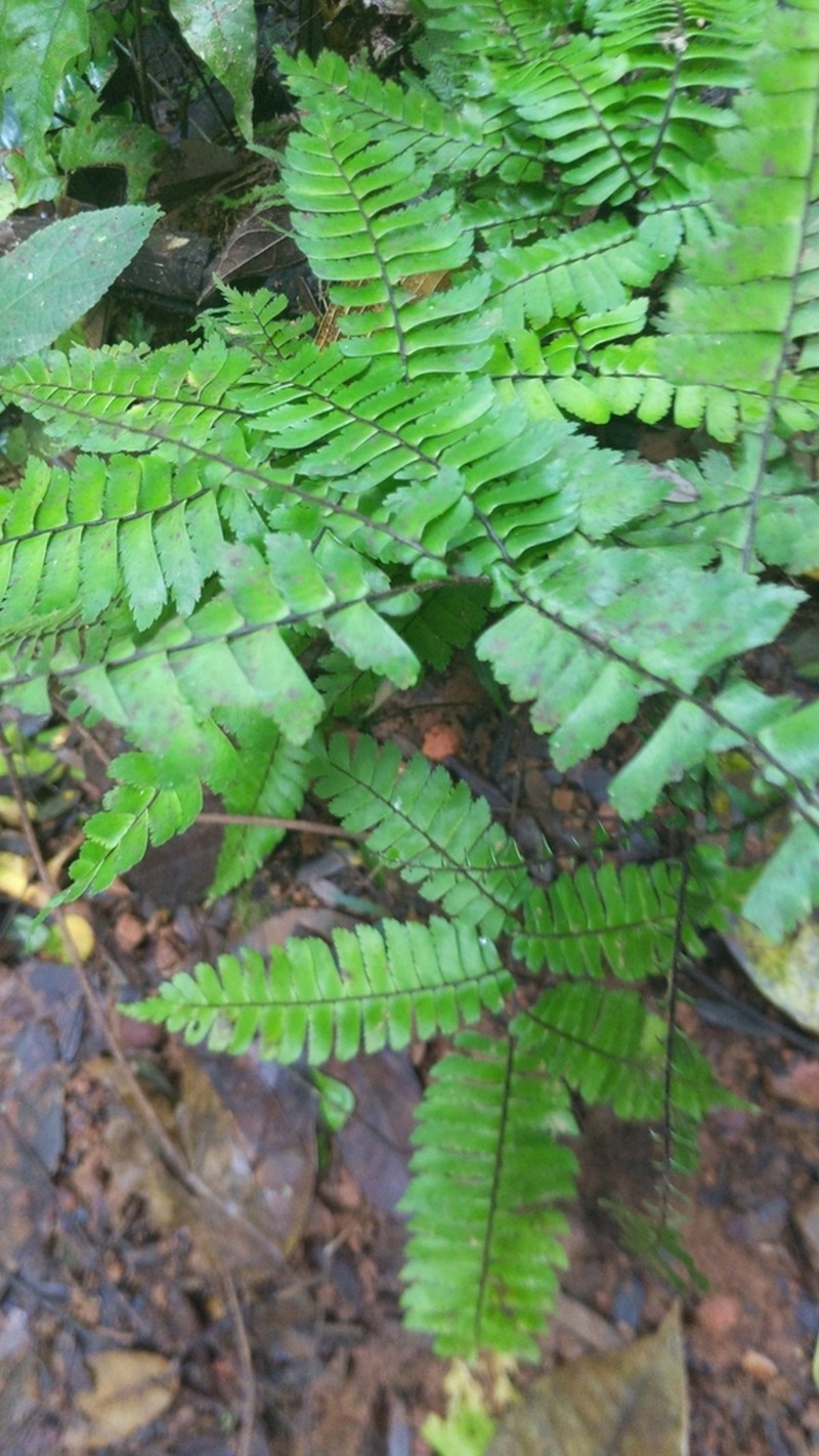 Adiantum fructuosum photo 7