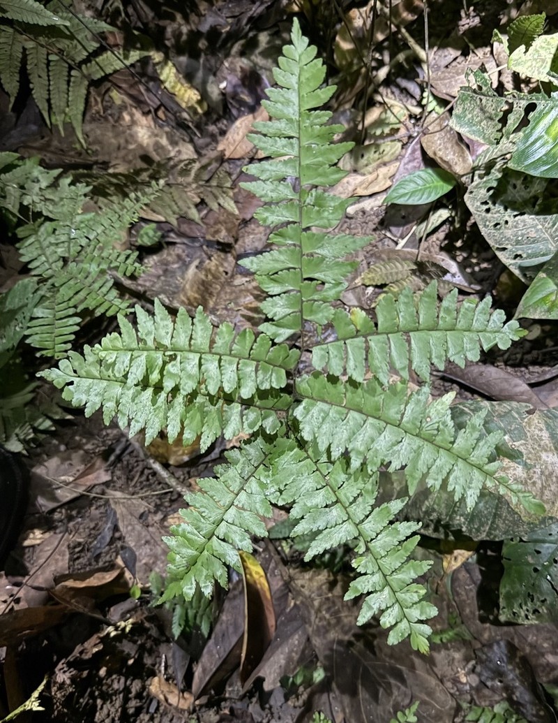 Adiantum fructuosum photo 8