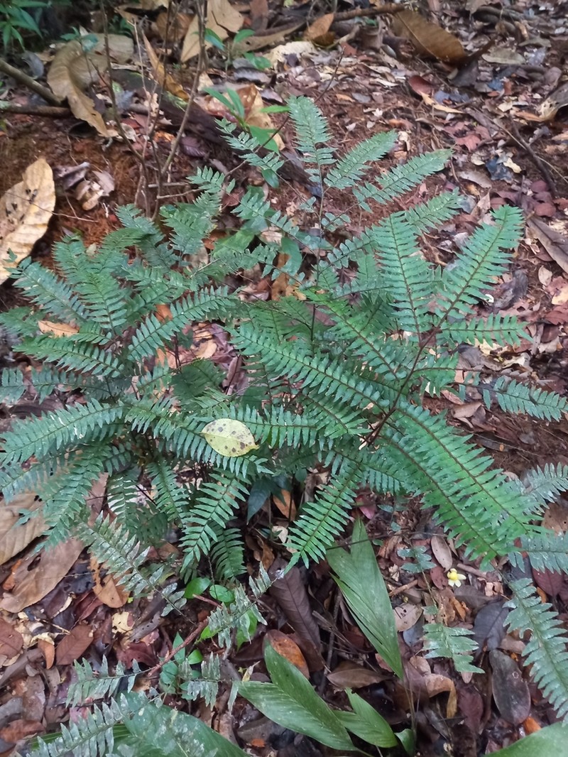 Adiantum fuliginosum photo 2