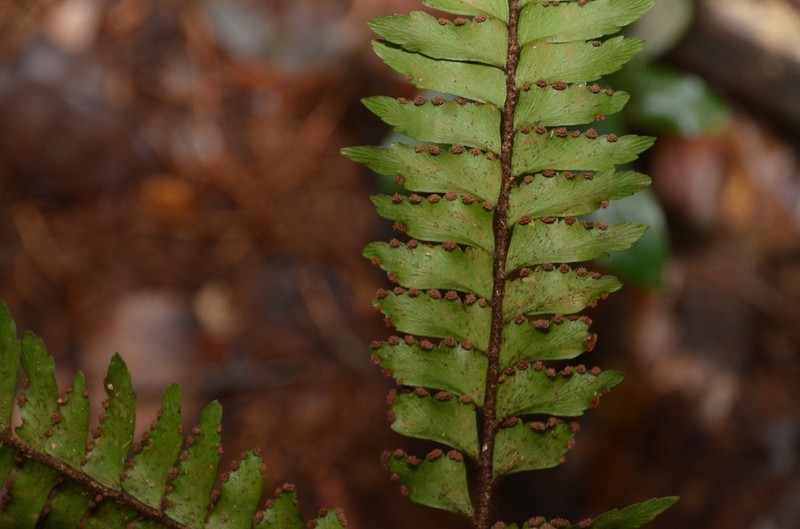 Adiantum fuliginosum photo 3