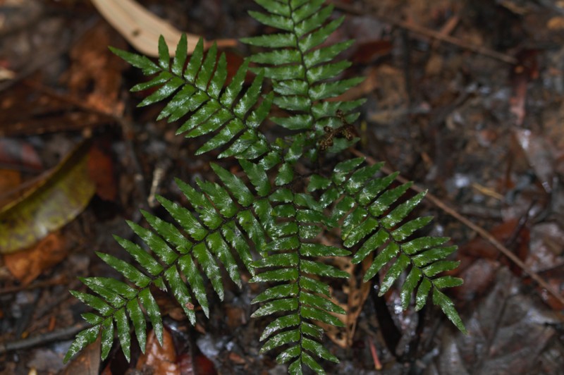 Adiantum fuliginosum photo 4