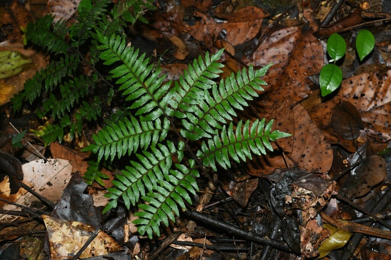 Adiantum fuliginosum photo 6