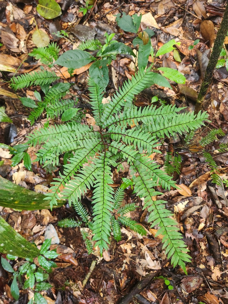 Adiantum fuliginosum photo 7
