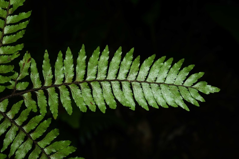 Adiantum fuliginosum photo 8