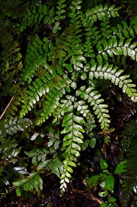 Adiantum fulvum