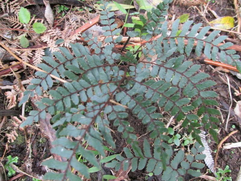 Adiantum fulvum photo 2