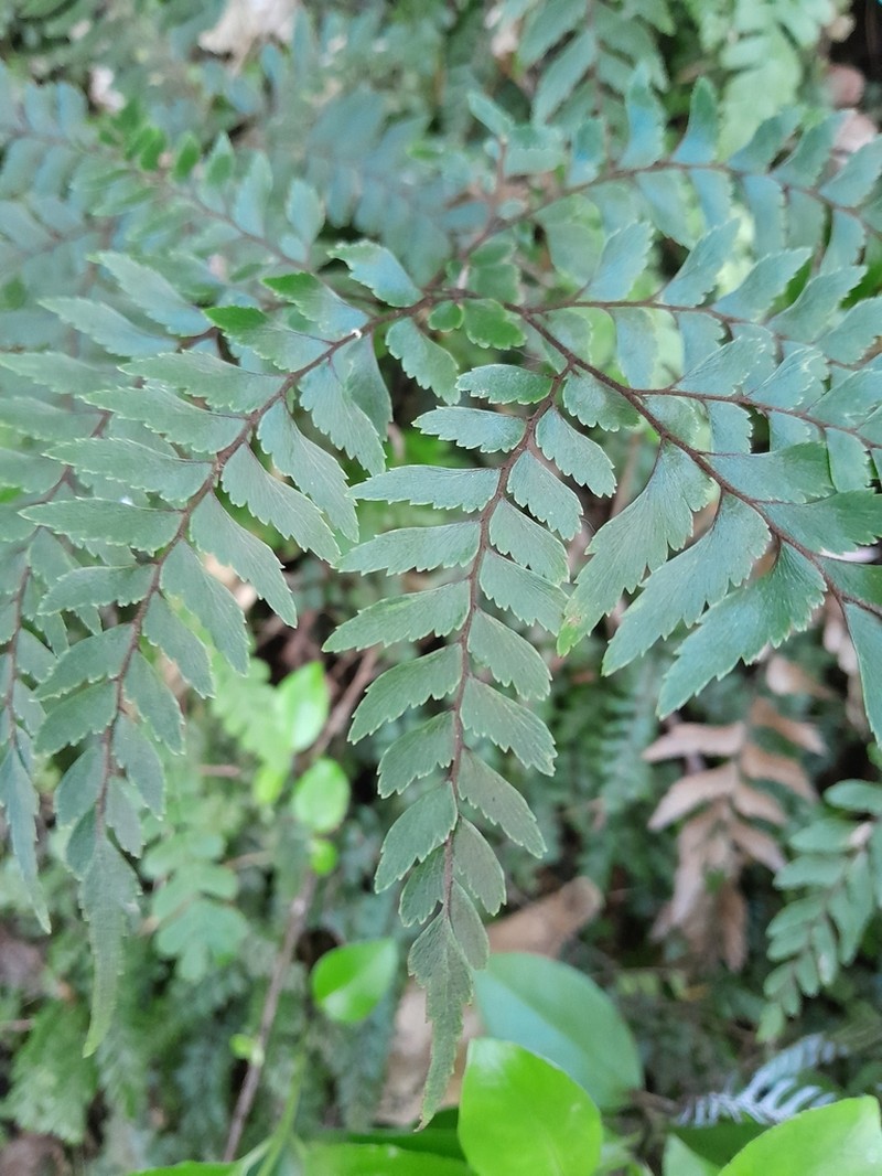 Adiantum fulvum photo 3