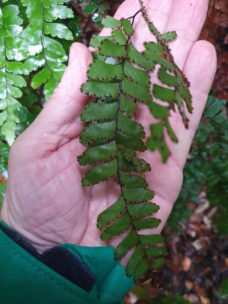 Adiantum fulvum photo 4