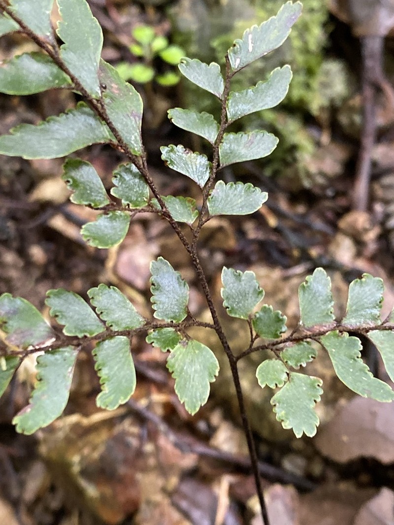 Adiantum fulvum photo 5