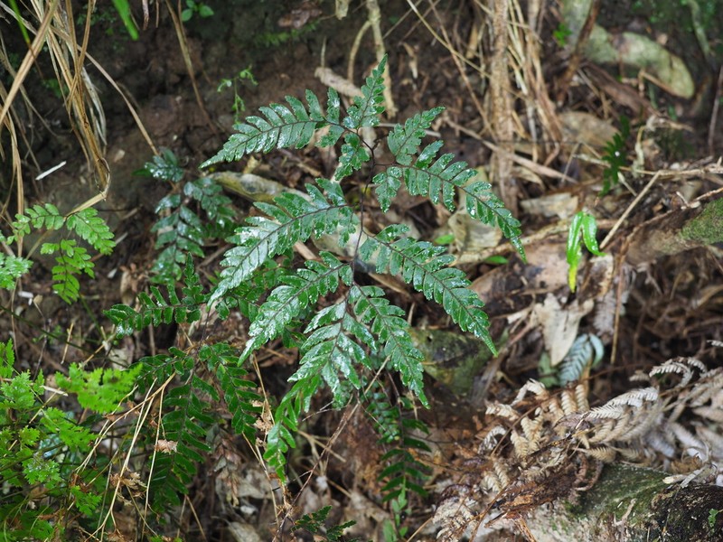 Adiantum fulvum photo 6