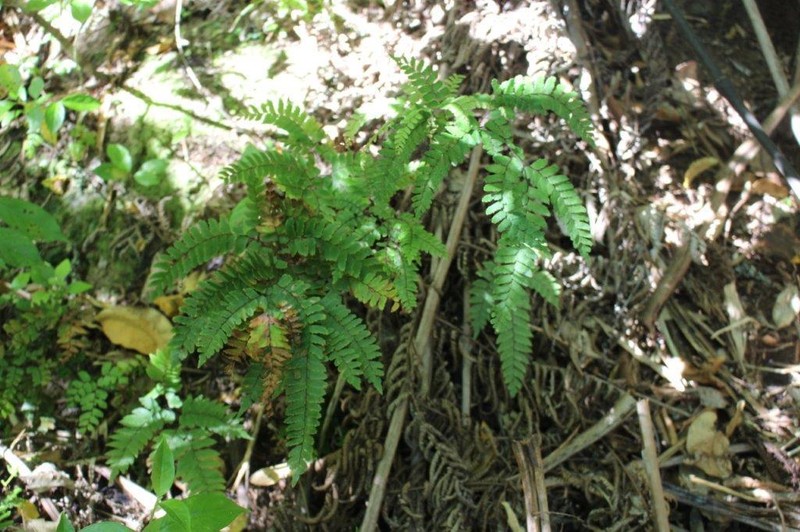 Adiantum fulvum photo 7